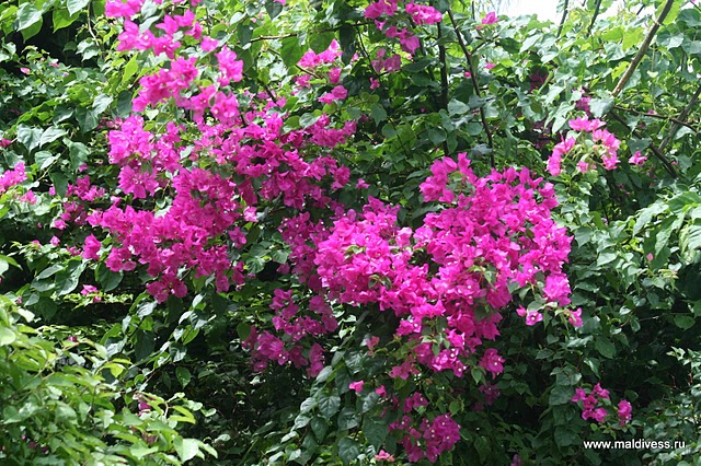 красивые цвета на Мальдивах