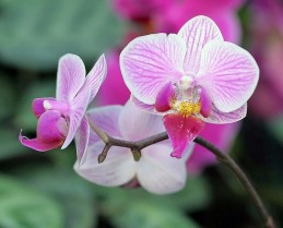 как поливать орхидею