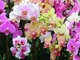 орхидея дома