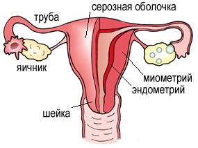 строение женской репродуктивной системы