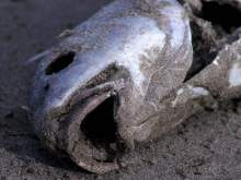 На пляж в Италии выбросило тысячи мертвых рыб без глаз