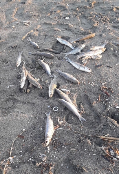 На пляж в Италии выбросило тысячи мертвых рыб без глаз
