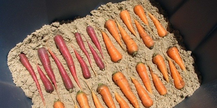 Как хранить морковь зимой в погребе: правильные условия для корнеплода
