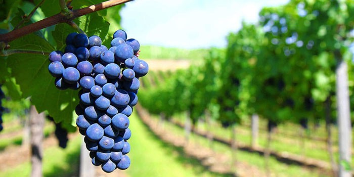 Киндзмараули - из какого сорта винограда делают, история создания, органолептические и полезные свойства