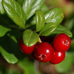 Чем полезна брусника?