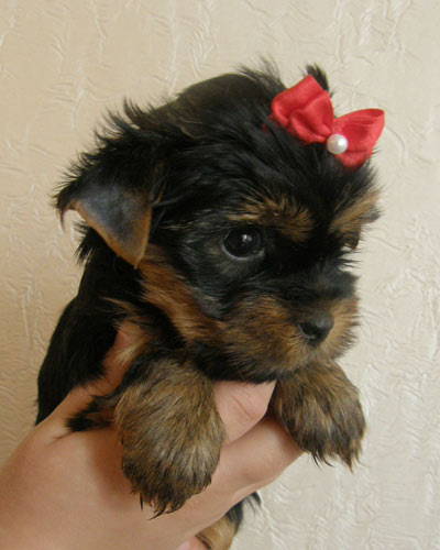 Щенок йоркширского терьера. Возможно ли выбрать самостоятельно?