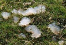 Интересные факты о природе