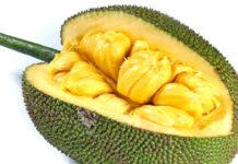 Джекфрут — описание хлебного дерева с фото, полезные свойства и противопоказания, состав и калорийность