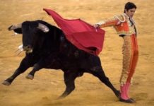 Почему бык реагирует на красный цвет