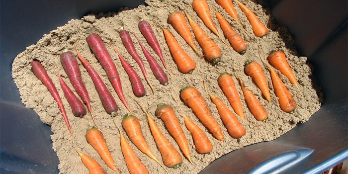 Как хранить морковь в домашних условиях - правила и температура сохранения в песке или полиэтиленовых пакетах