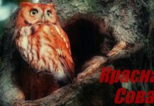 «Красная сова»: Как оградить детей от новой деструктивной игры