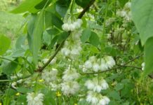 Джонджоли — что это за дерево