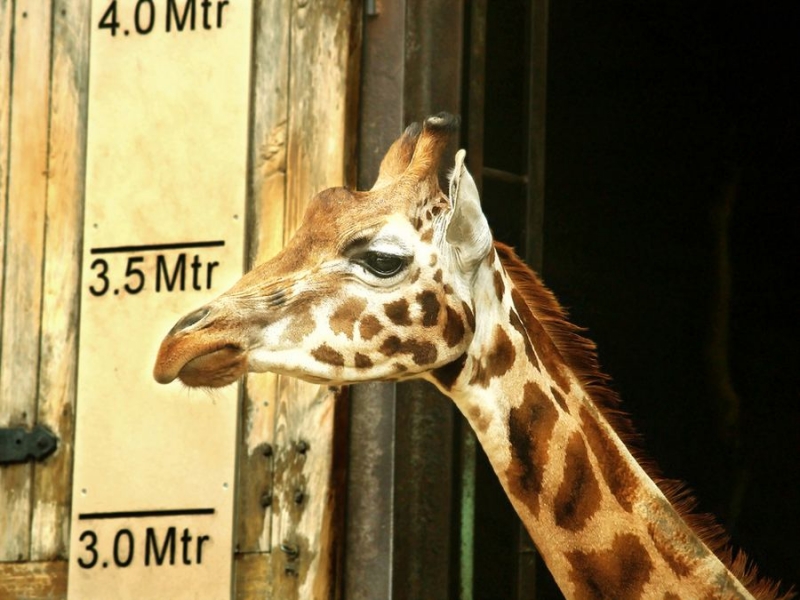 Интересные факты о жирафе