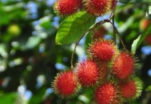 Рамбутан — экзотический фрукт