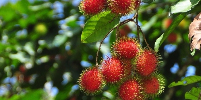 Рамбутан - экзотический фрукт