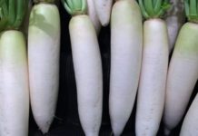 Дайкон — что это за овощ, полезные свойства и противопоказания, пошаговые рецепты приготовления салатов с фото