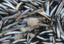 Анчоусы – что это такое, польза и вред, использование в кулинарии и чем заменить в рецептах блюд