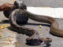 Фото исхода смертельной схватки гигантской кобры и питона ужаснуло Сеть