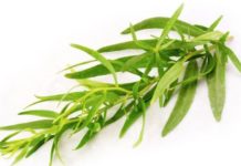 Эстрагон — что это, полезные свойства и противопоказания, применение в кулинарии и приготовлении напитков