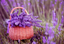 Применение сушеной лаванды