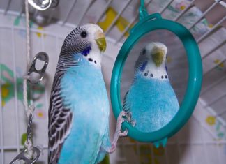 Что нужно знать прежде, чем завести попугая