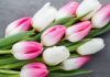 Заказываем тюльпаны оптом