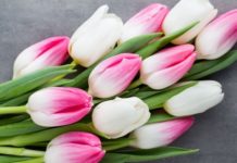 Заказываем тюльпаны оптом