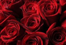 Шикарные букеты из красных роз