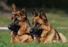 Немецкая овчарка: ваш лучший друг на все времена