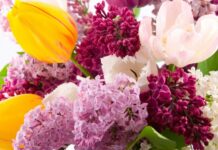 Красивый букет сирени