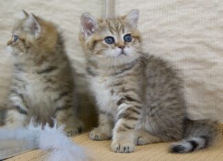 Чем кормить котёнка в два месяца?