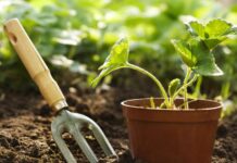 Полезные советы по садоводству