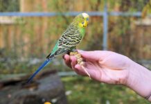 Чем должен питаться волнистый попугай?