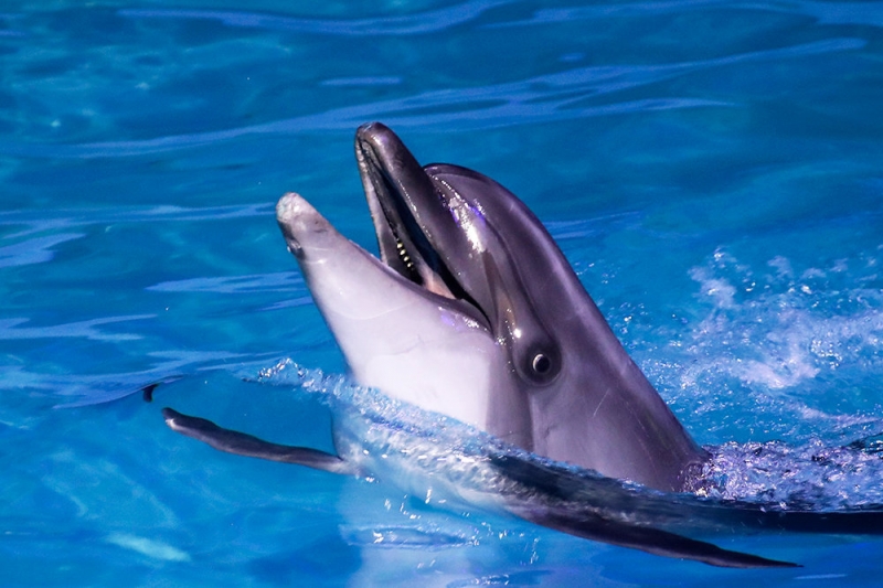 Вылов млекопитающих для дельфинариев предлагают запретить