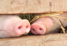 Поросёнок во сне: к чему снится