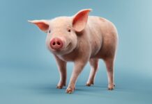 Поросёнок во сне: к чему снится