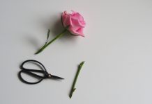 Розы в букете: как ухаживать за срезанными цветами