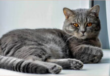 Пушистые терапевты: раскрываем секреты влияния домашних животных на психику человека