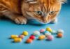 Витамины для кошек: необходимость, виды и правила применения