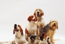 Регуляция половой охоты собак: важный аспект племенного дела и здоровья питомцев