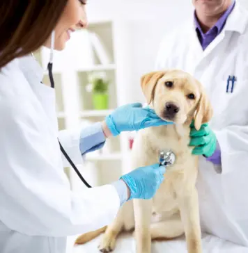 Ветеринарный госпиталь : забота и профессионализм