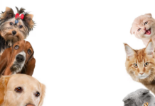Как выбрать товары для домашних животных: советы для владельцев собак и кошек