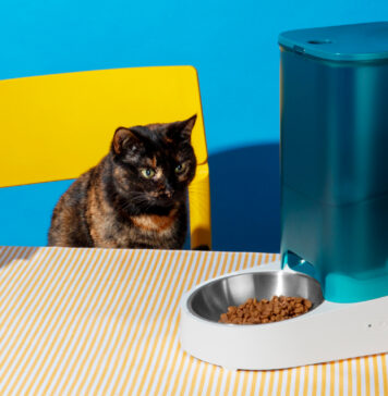 Основные виды кошачьего корма