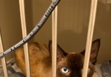 Круглосуточная забота о вашем питомце: ветеринарный стационар 24/7